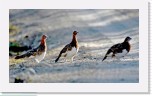 Riekot_Lagopus lagopus_Willow Grouse0017 * 2479 x 1425 * (2.5MB)